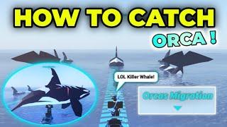 How To Get and Catch New Orca in FISCH! (Orcas Migration)