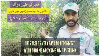 درخت(تمبر) کے حیرت انگیز طبی فوائد || Health Benefit of Timber  Tree "Hemorrhoids,toothache,stomach