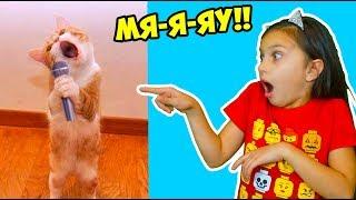 ВСЕ СМЕШНЫЕ КОТЫ! СБОРНИК! ЛУЧШИЙ НЕ ЗАСМЕЙСЯ ЧЕЛЛЕНДЖ! Funny Cats Попробуй не засмеяться Валеришка