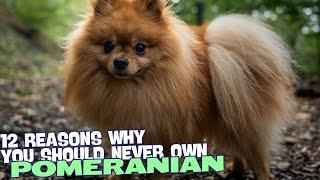 12 Reasons Why You Should NEVER Own a Pomeranian! 