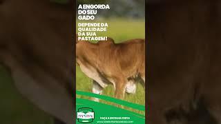 SEMENTES PROGRESSO #pastagem  #capim #gadodeleite #gadodecorte #gadodeengorda #cavalo