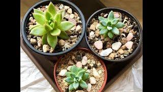 ЭХЕВЕРИЯ - секреты в уходе, полив, условия содержания. ECHEVERIA