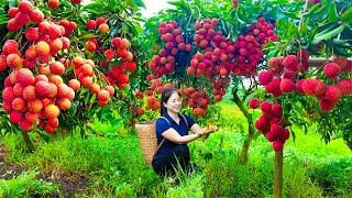 Harvesting Lychee & Goes To Market Sell | Gardening And Cooking | Lý Tiểu Vân