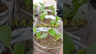 用塑膠桶種植菜心 #種植小技巧 #菜心 #小菜園 #農業種植 #三農