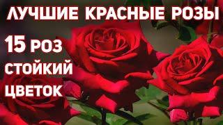 Лучшие красные розы, 15 сортов - долго держат цветок,  выразительного, запоминающегося облика.