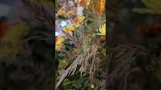 кузнечик в Храме #огород #дача #дети #храм #многодетная