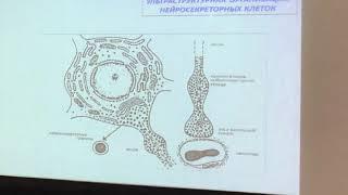 Гистология. Лекция Глинкиной. Эндокринная система 2