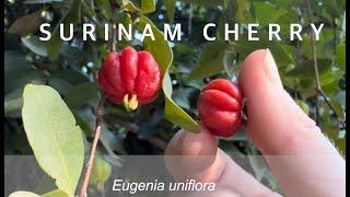 Taste the Tropics: Growing Surinam Cherries in SoCal