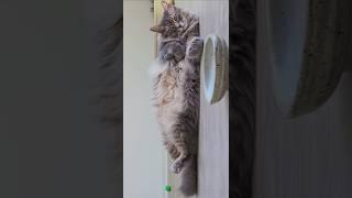 big fluffy kitty rolling around in her cat hotel suite