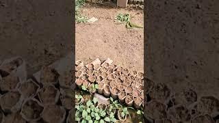 Amerkanskiy Nasko, seeds navli tarvuz koʻchati