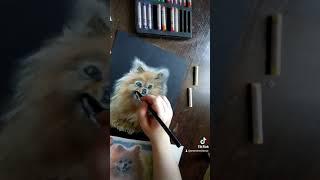 How to draw a DOG with PASTEL in stages