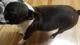 Pregnant Boston Terrier