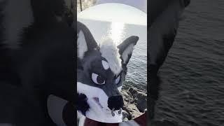 Fursuit Walk Lausanne  #fursuit #switzerland #furry