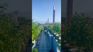 Pabitra Garden Morning View #shortsvideo #shorts #shortsviral