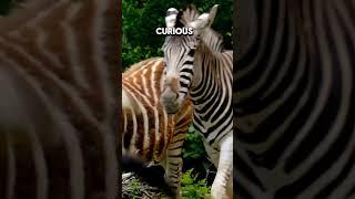 What happens if a zebra and a horse are mated ?