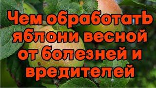 Чем обработать яблони весной от болезней и вредителей