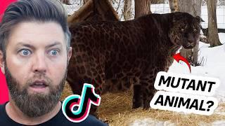 Wildlife Expert Reacts To Viral Animal TikToks