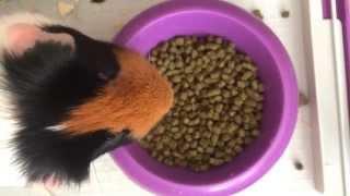 Nibbles the guinea pig having lunch