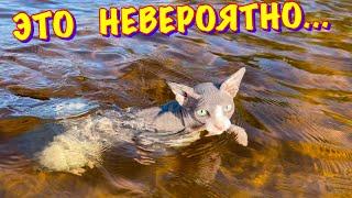 Кот Миллион ПЛАВАЕТ В ОЗЕРЕ  Съёмка под водой Кота