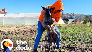 Dog Found Paralyzed In A Field Reunites With Rescuer A Year Later | The Dodo