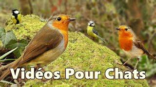 Vidéos pour chats pour observer les oiseaux ⭐ TV pour chats et Chatons ⭐