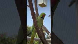 Animal’s world