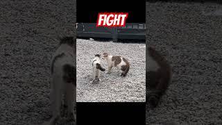 ВНИМАНИЕ‼️ Сейчас будет драка #fighting #cat #catfight #драка #котыприколы