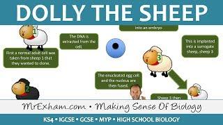 Cloning animals - Dolly the sheep - GCSE Biology (9-1)