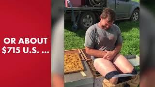 Man wins bet by sitting on a beehive without pants