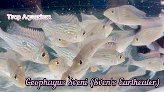 13.12.2024 Specials Part 2: Eartheater [Trop Aquarium] (Singapore)