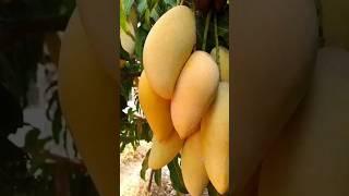 Amazing Giant Mango Farm agriculture