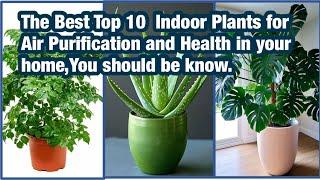 Top 10 Indoor Plants for Air Purification  | Boost Your Home’s Health with These Green Beauties!