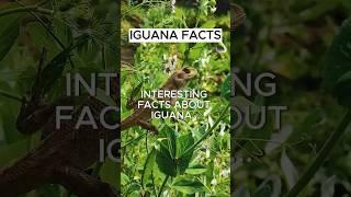 4 INSANE IGUANA FACTS  | Animal facts files #iguana #shorts #interestingfacts #animals #iguanalovers