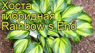 Хоста гибридная Рэйнбоу энд. Краткий обзор, описание характеристик hosta hybrida Rainbow's End