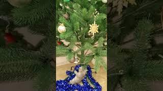 After the Christmas holidays | Nafantik  #cat