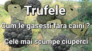 Cele mai scumpe ciuperci din lume -Trufele/ Unde le gasesti ?/Cum se identifica + Rețetă de trufe