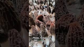 Health Benefits of Morel Mushrooms #mushroom #shorts