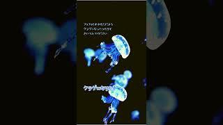 癒しの動画 ークラゲになりたいー #bgm #水中