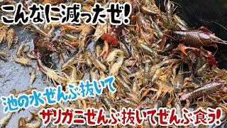 こんなに減ったぜ！池の水ぜんぶ抜いてザリガニぜんぶ抜いてぜんぶ食う！