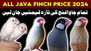 All java Finch price update | java bird price in pakistan | lalukhet birds market karachi