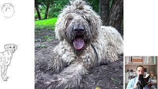 Komondor aka the Hungarian sheepdog  Pros and Cons, Price, How to choose, Facts, Care, Histor