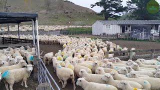 The Largest and Most Successful Ram Breeding Operation in New Zealand | Amazing Sheep Farm In NZ