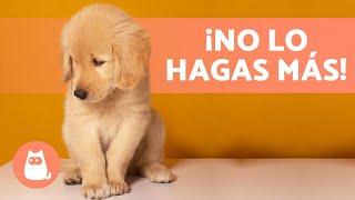 8 ERRORES COMUNES al EDUCAR a un CACHORRO  ¡No los cometas!