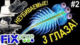 У артемии из Fix Pricе выросли 3 глаза! #2