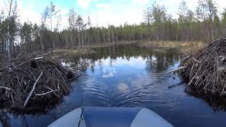 Разведка ручья, выгулка собаки. Лайка. Карелия. Карелыч в лесу