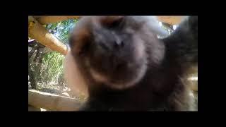 Monkey kissing camera