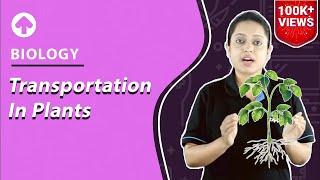 Transportation in Plants | Biology