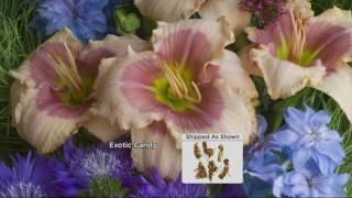 Cottage Farms 6-pc Candy Colors Daylily Collection on QVC