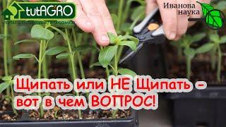 Прищипывание ОВОЩЕЙ для увеличения урожая. Какую рассаду нужно прищипнуть?