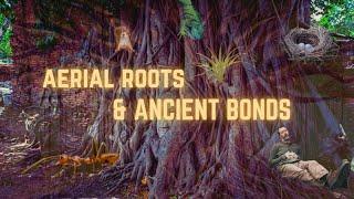 Aerial Roots & Ancient Bonds! The Story of the Banyan